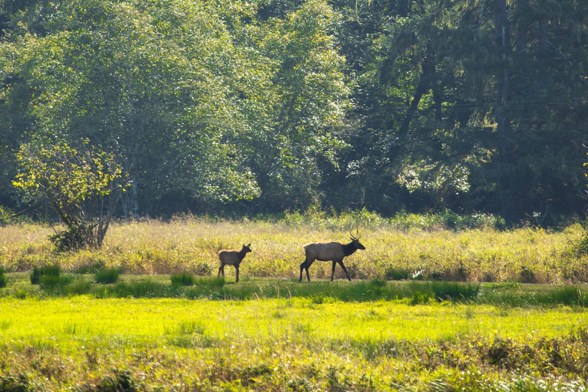 Dean Creek Elk Viewing Area (Photo courtesy of Travel Oregon)