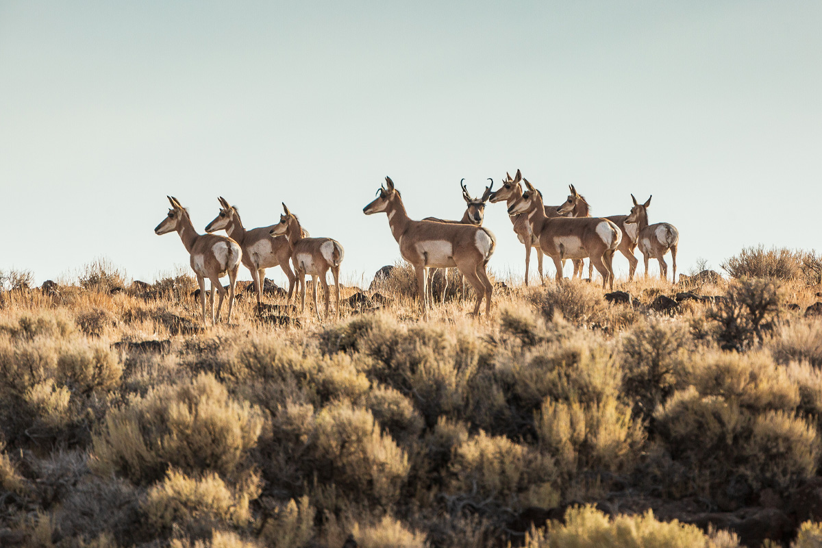 Hart Mountain National Antelope Refuge (Photo by Jak Wonderly)