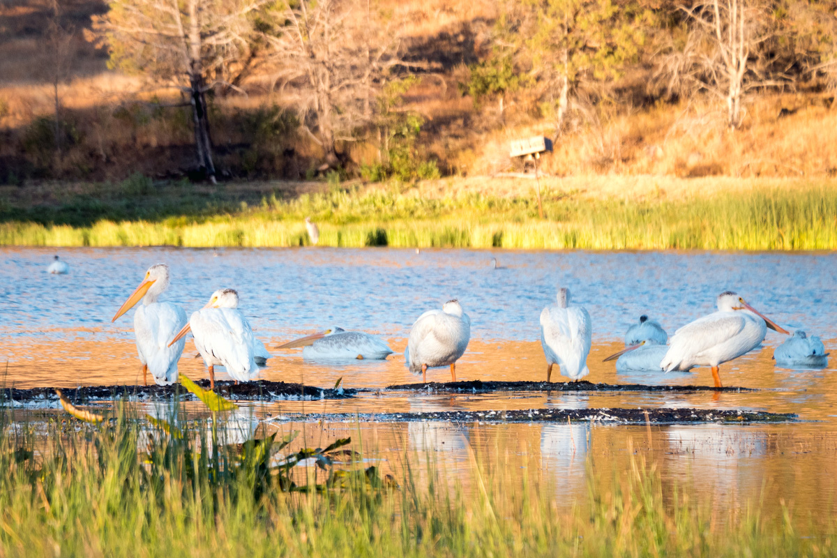 American White Pelicans (Photo courtesy of USFS)