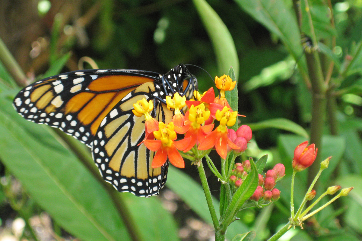 Elkton Butterfly Pavilion (Photo courtesy of Travel Oregon)